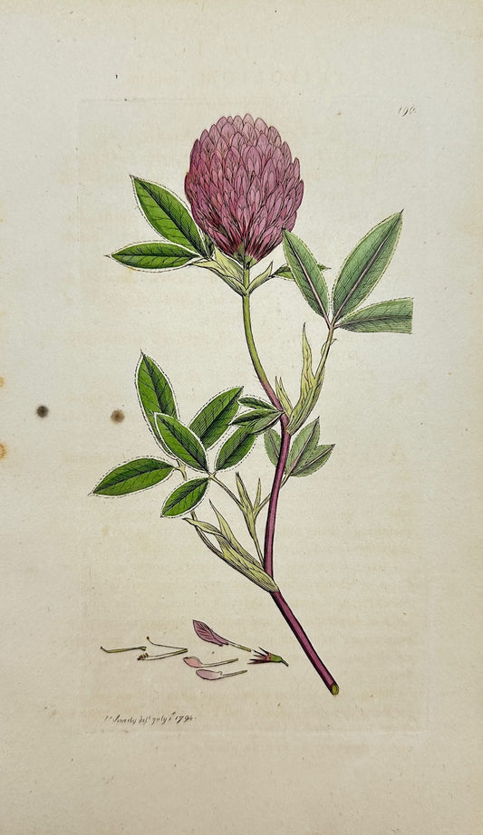 Antique Botanical Print - James Sowerby - Trifolium Medium - Zigzag Trefoil - F1