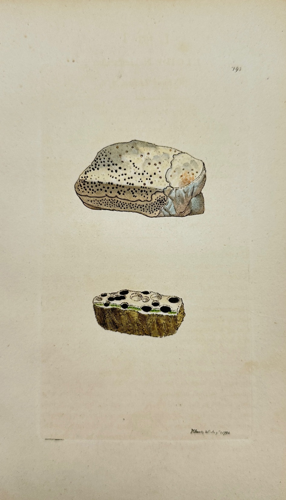 Antique Botanical Print - James Sowerby - Lichen Immerfus - Sunk Lichen - F1