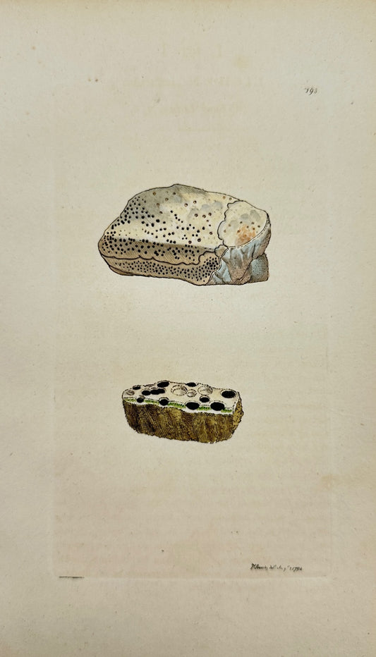 Antique Botanical Print - James Sowerby - Lichen Immerfus - Sunk Lichen - F1