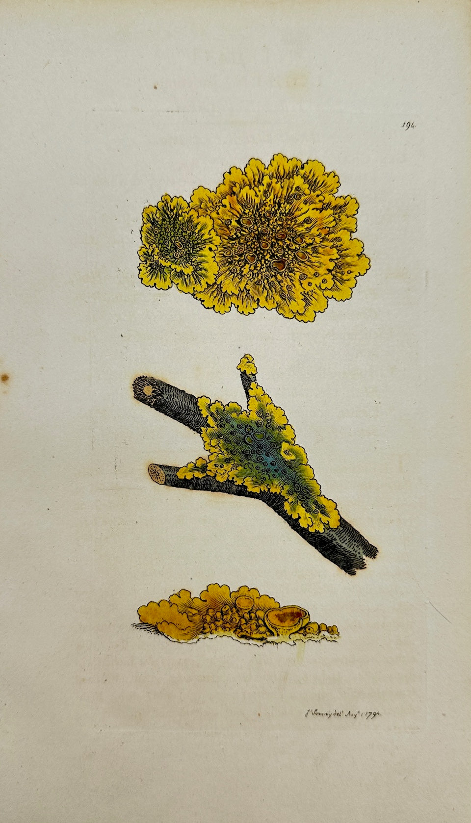 Antique Print - James Sowerby - Lichen Parietinus - Yellow Wall Lichen - F1