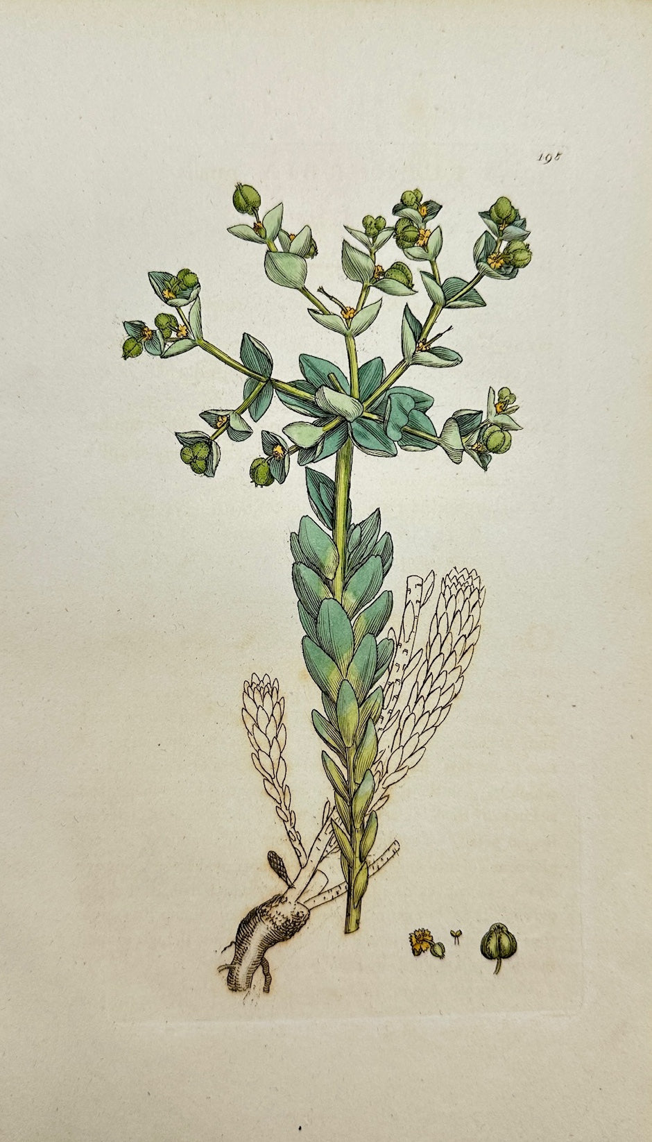 Antique Botanical Print - James Sowerby - Euphorbia Paralia - Sea Spurge - F1