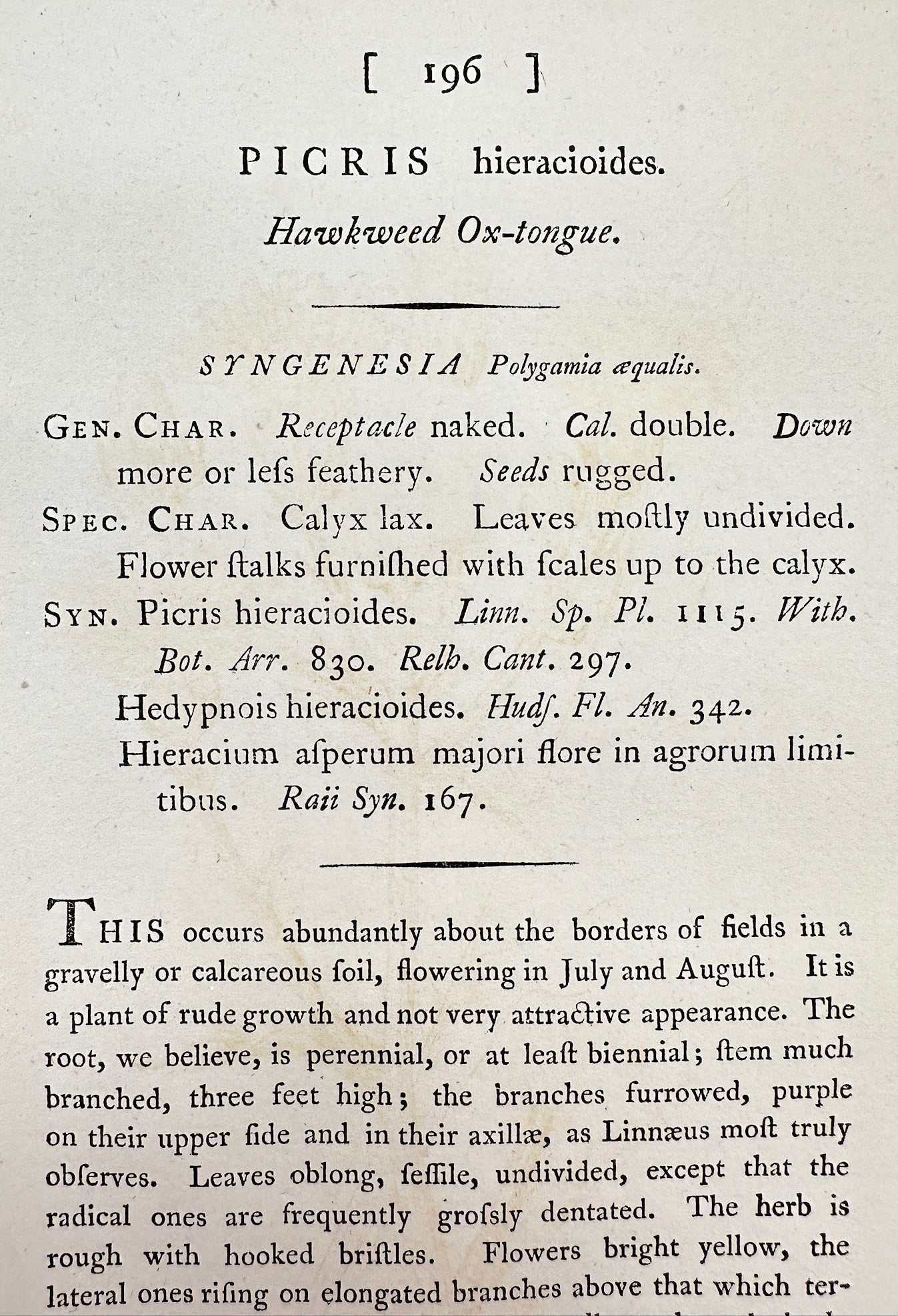 Antique Print - James Sowerby - Picris Hieracioides - Hawkweed Ox-tongue - F1