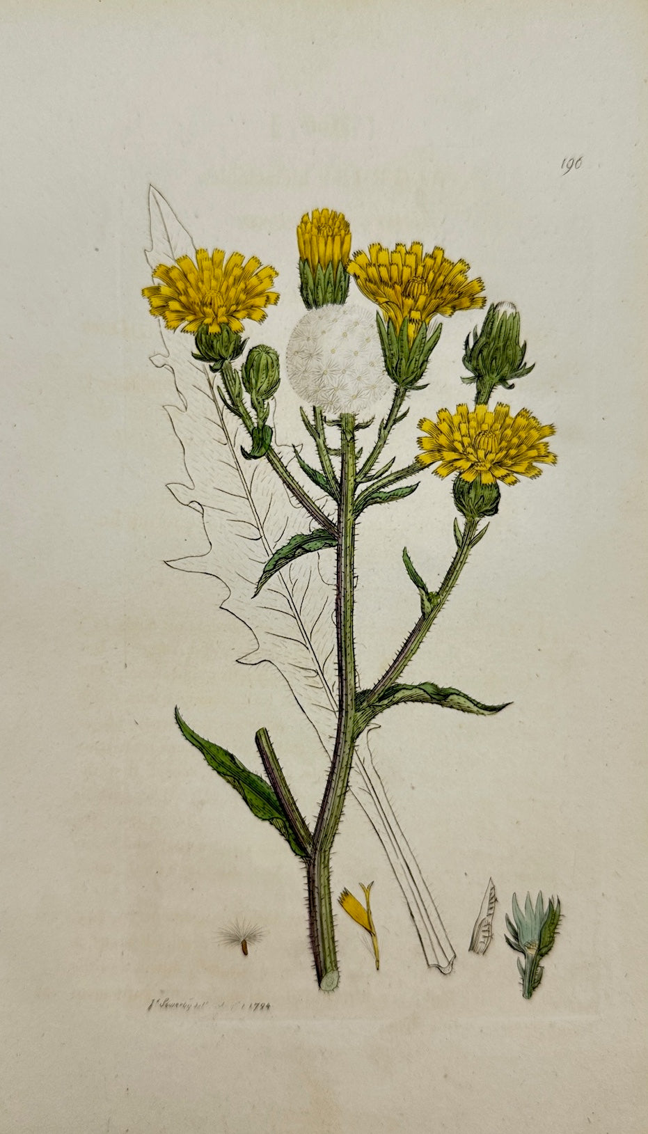 Antique Print - James Sowerby - Picris Hieracioides - Hawkweed Ox-tongue - F1