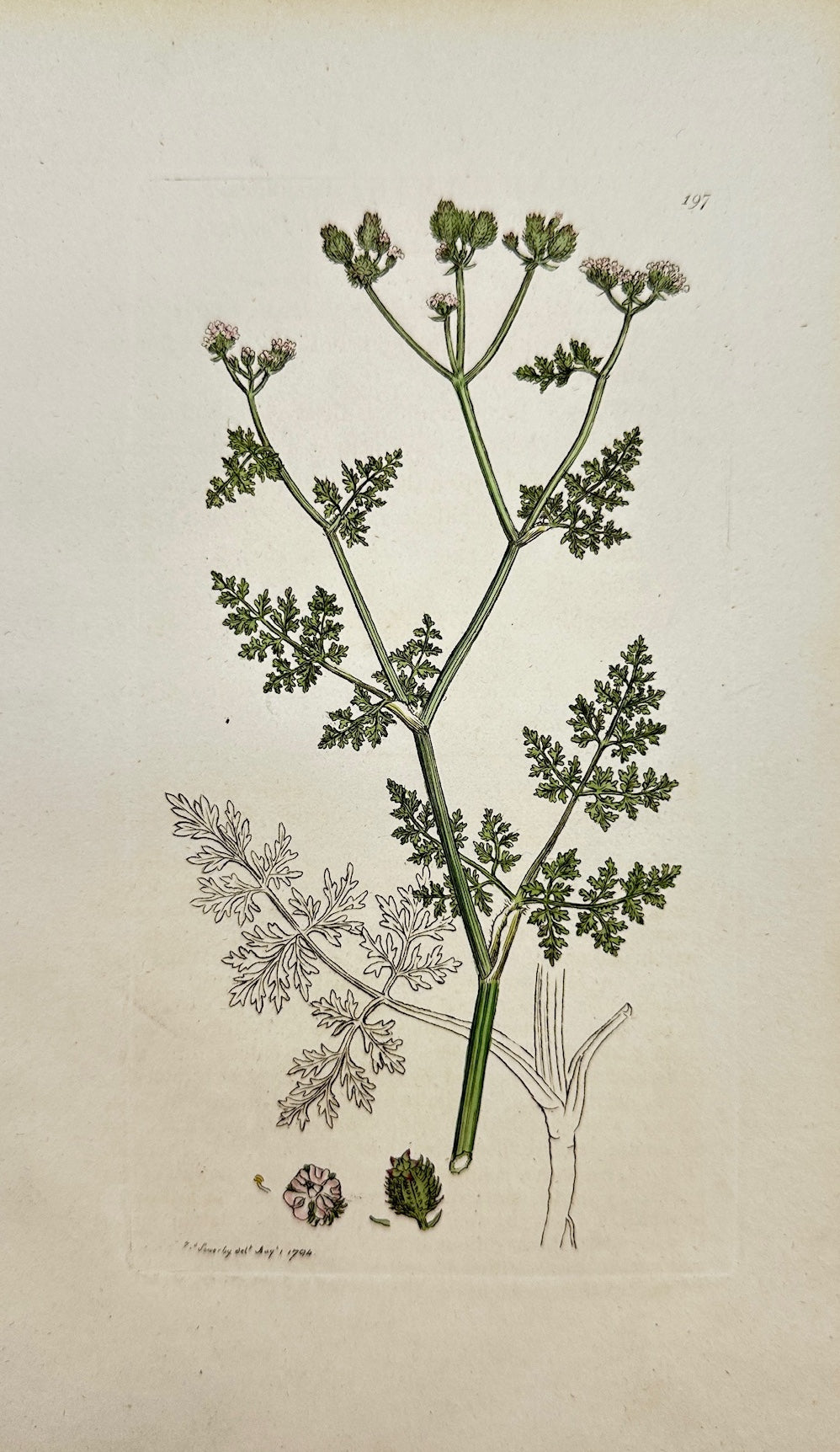 Antique Print - James Sowerby - Caucalis Daucoides - Small Caucalis - F1