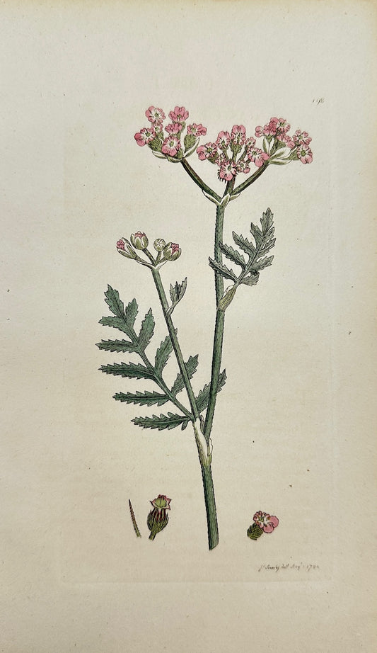 Antique Print - James Sowerby - Caucalis Latifolia - Broad-leaved Caucalis - F1