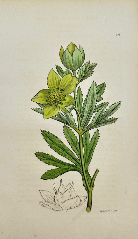 Antique Print - James Sowerby - Helleborus Viridis - Green Hellebore - F1