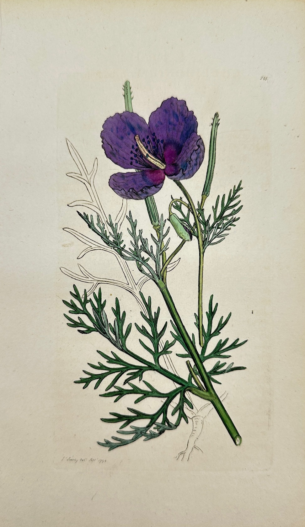 Antique Print - James Sowerby - Chelidonium Hybridum - Violet Horned-Poppy - F1