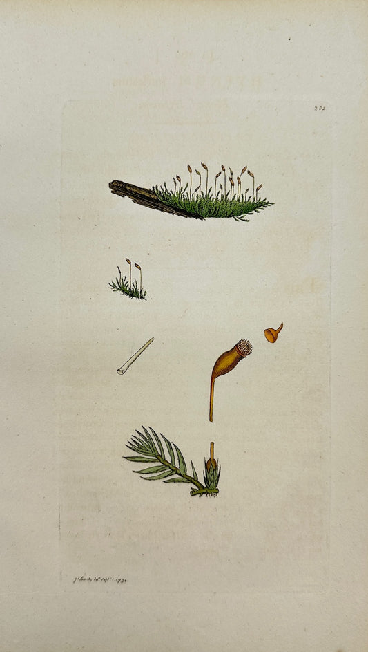 Antique Botanical Print - James Sowerby - Hypnum Intricatum - Matted Hypnum - F1