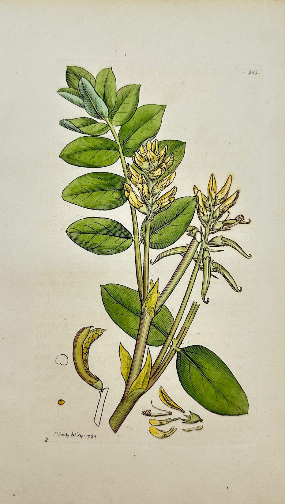 Antique Print - James Sowerby - Astragalus Glyciphyllos - Sweet Milk-Vetch - F1