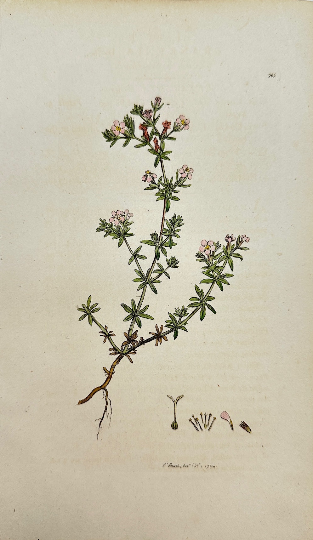 Antique Print - James Sowerby - Frankenia Lævis - Smooth Sea-Heath - F1