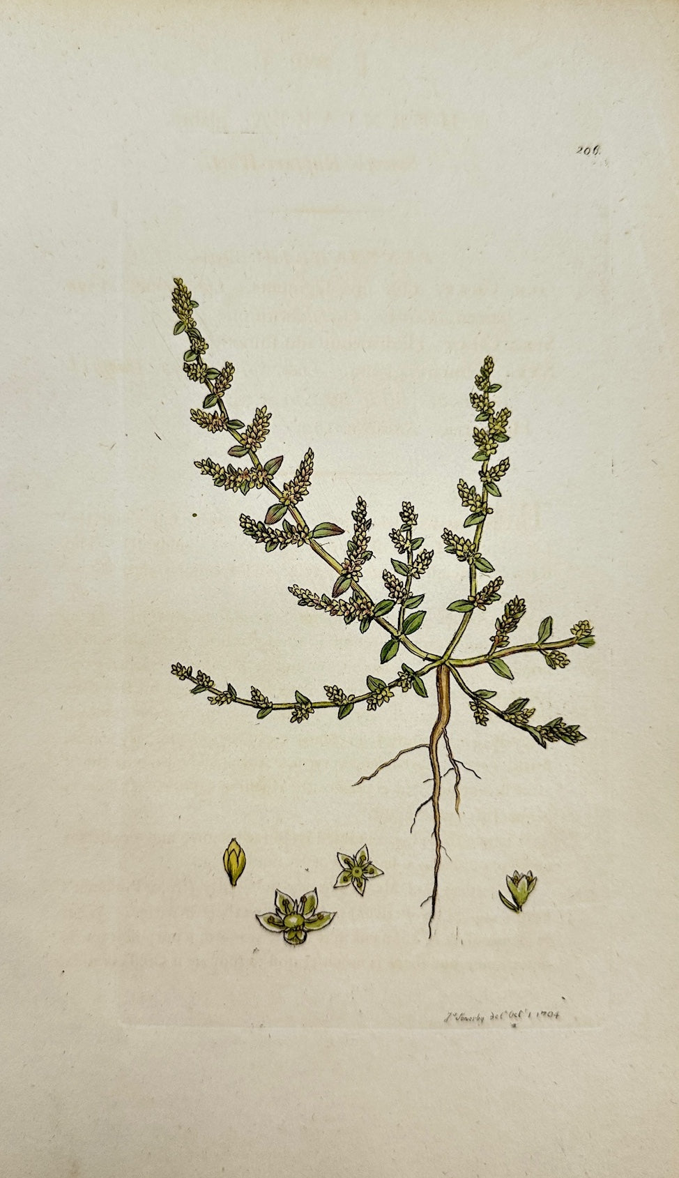 Antique Print - James Sowerby - Herniaria Glabra - Smooth Rupture-Wort - F1