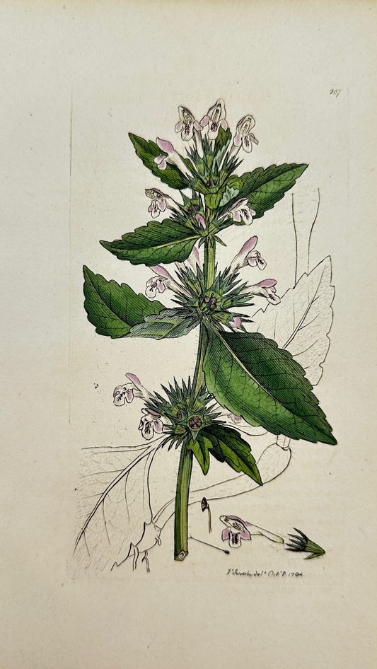 Antique Print - James Sowerby - Galeopsis Tetrahit - Red Hemp-Nettle - F1