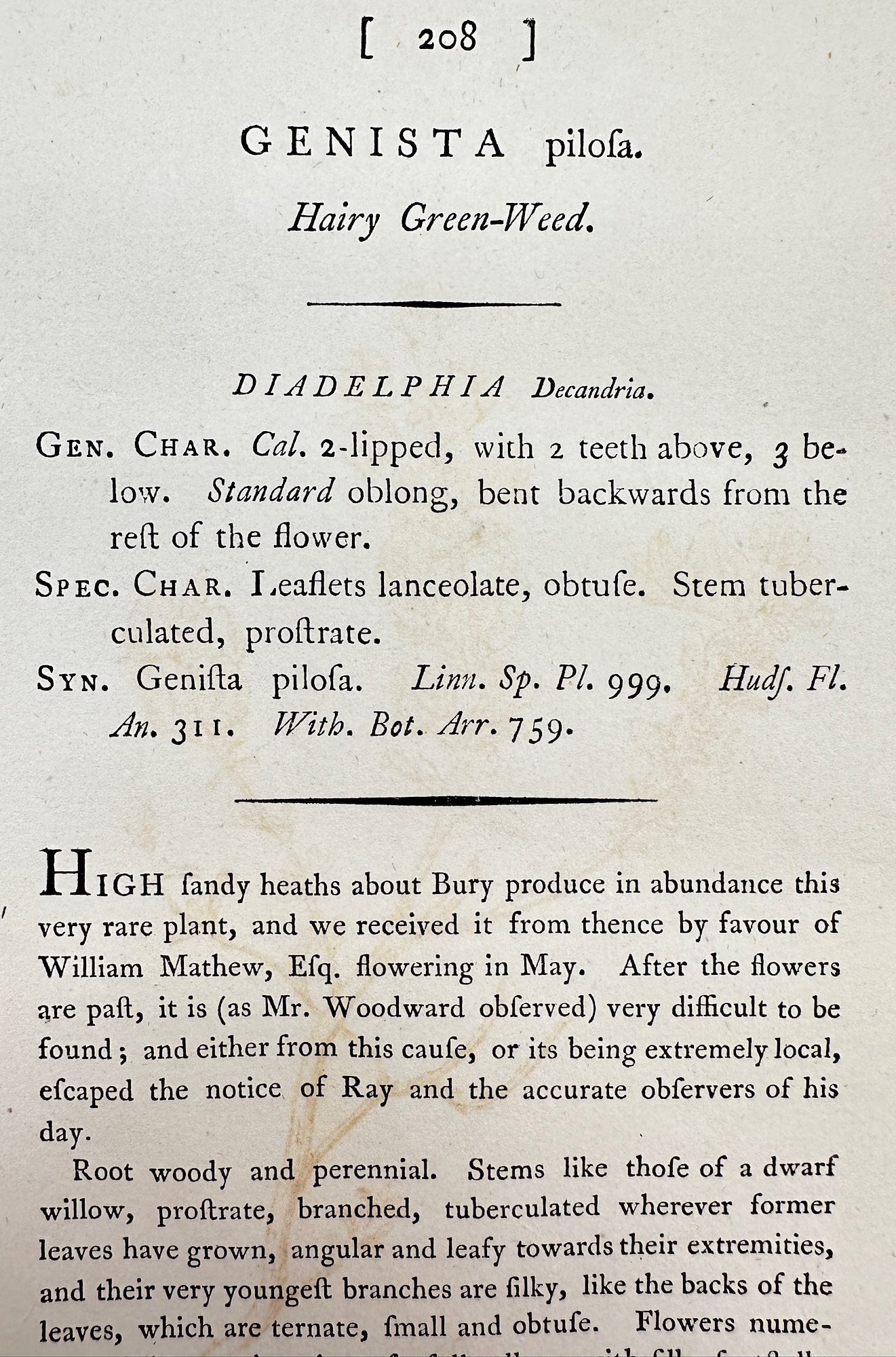 Antique Botanical Print - James Sowerby - Genista Pilosa - Hairy Green-Weed - F1