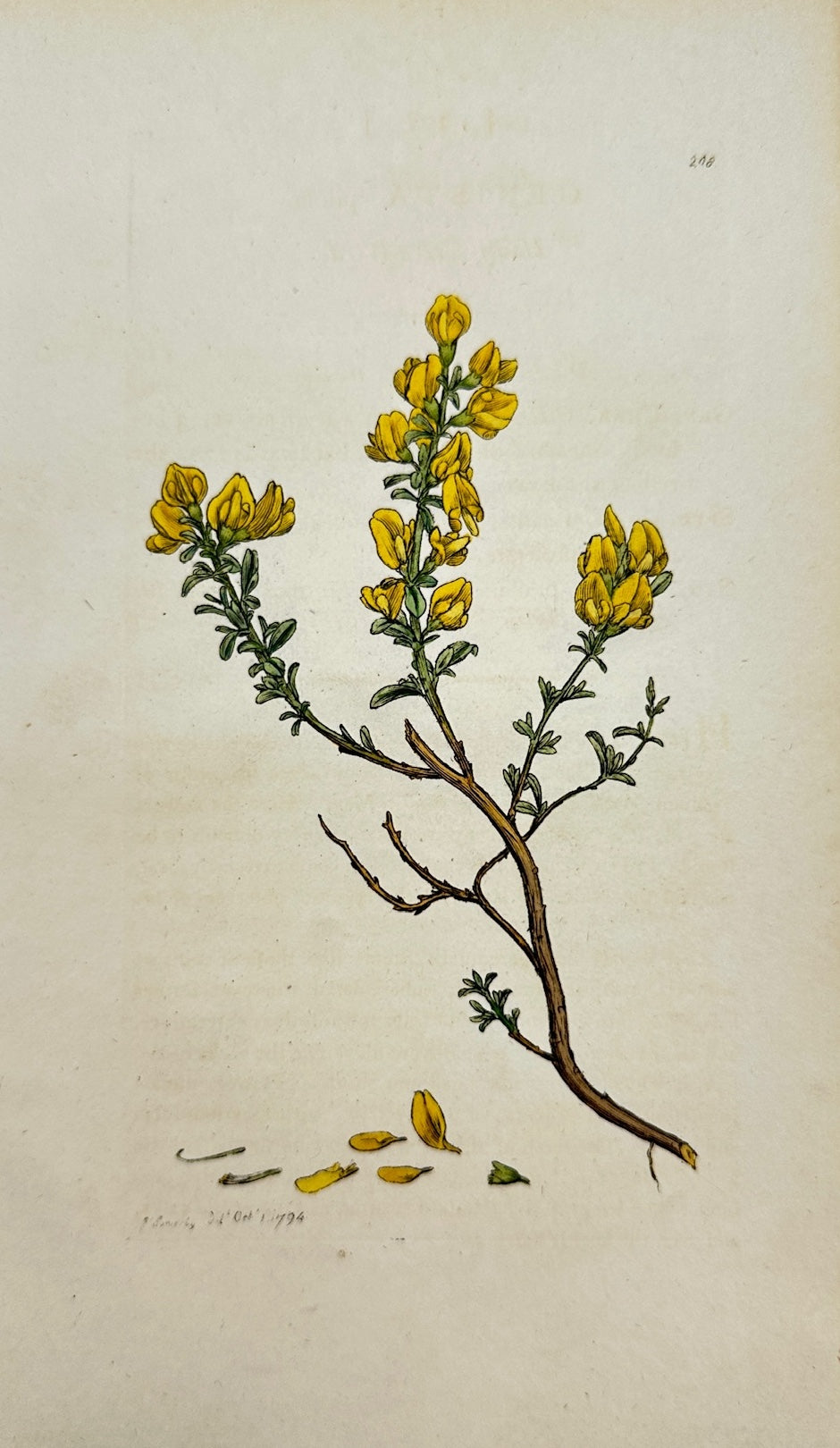 Antique Botanical Print - James Sowerby - Genista Pilosa - Hairy Green-Weed - F1