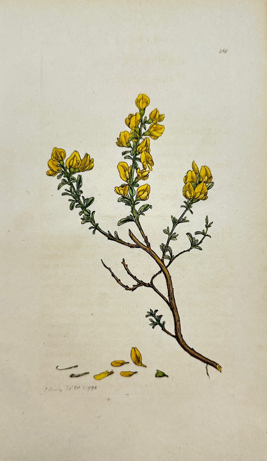 Antique Botanical Print - James Sowerby - Genista Pilosa - Hairy Green-Weed - F1