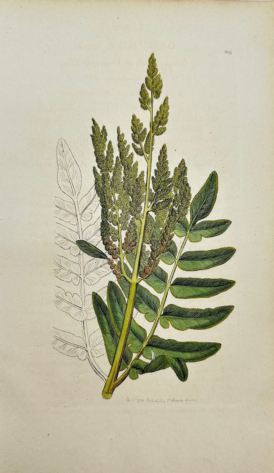 Antique Botanical Print - James Sowerby - Osmunda Regalis - Ofmund Royal - F1