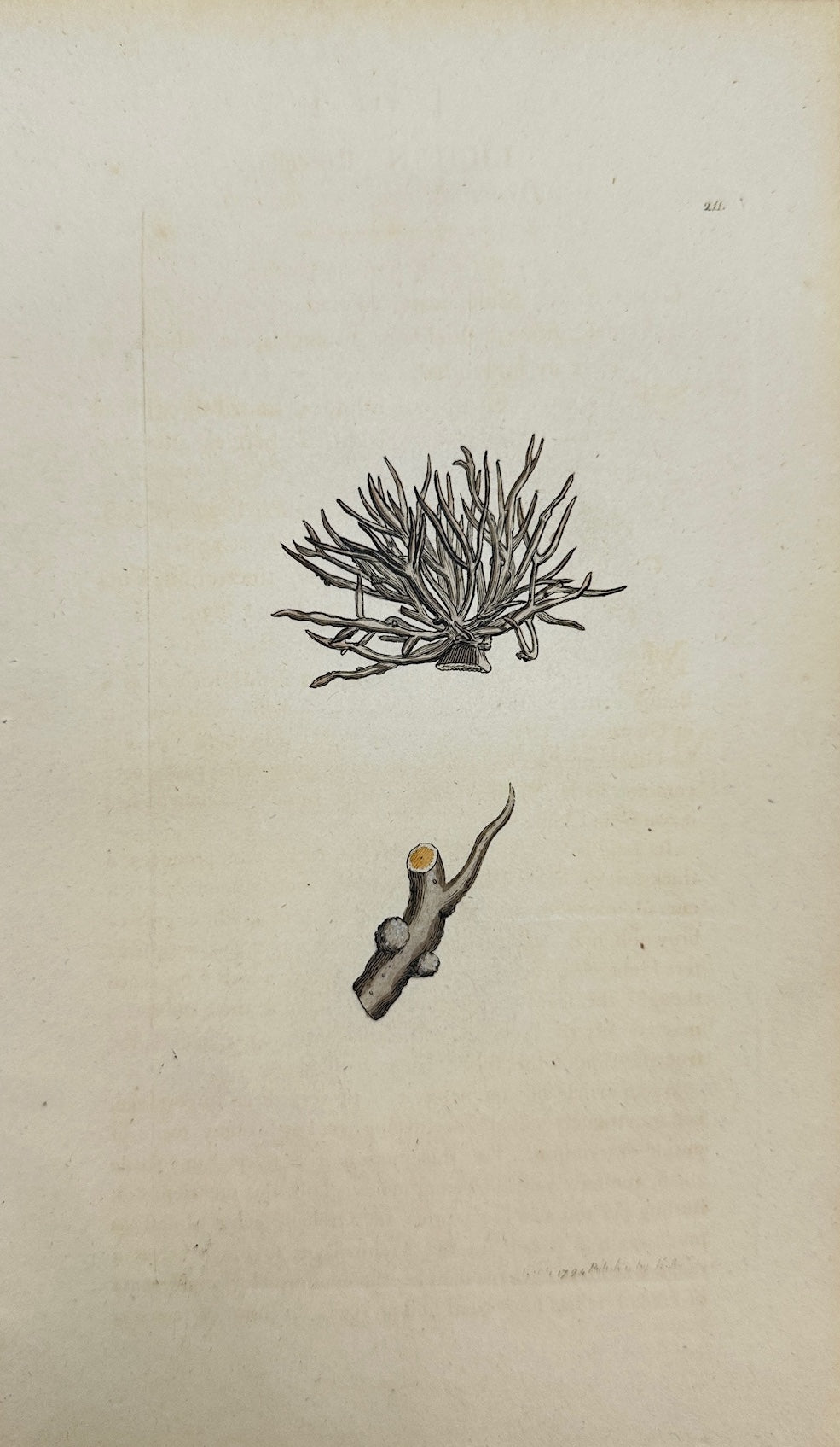 Antique Botanical Print - James Sowerby - Lichen Roccella - Dyer's Lichen - F1