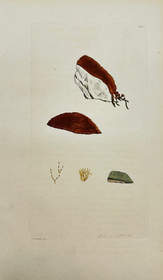 Antique Botanical Print - James Sowerby - Byssus Aurea - Golden Byffus - F1