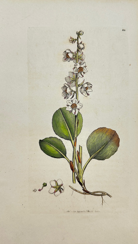 Antique Print - Sowerby - Pyrola Rotundifolia - Round-leaved Winter-green - F1