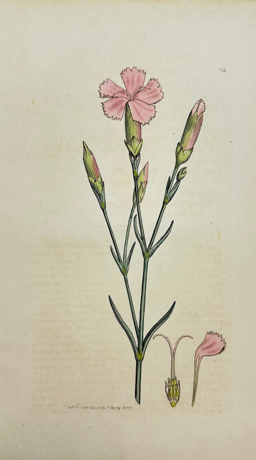Antique Print - James Sowerby - Dianthus Caryophyllus - Clove Pink - F1