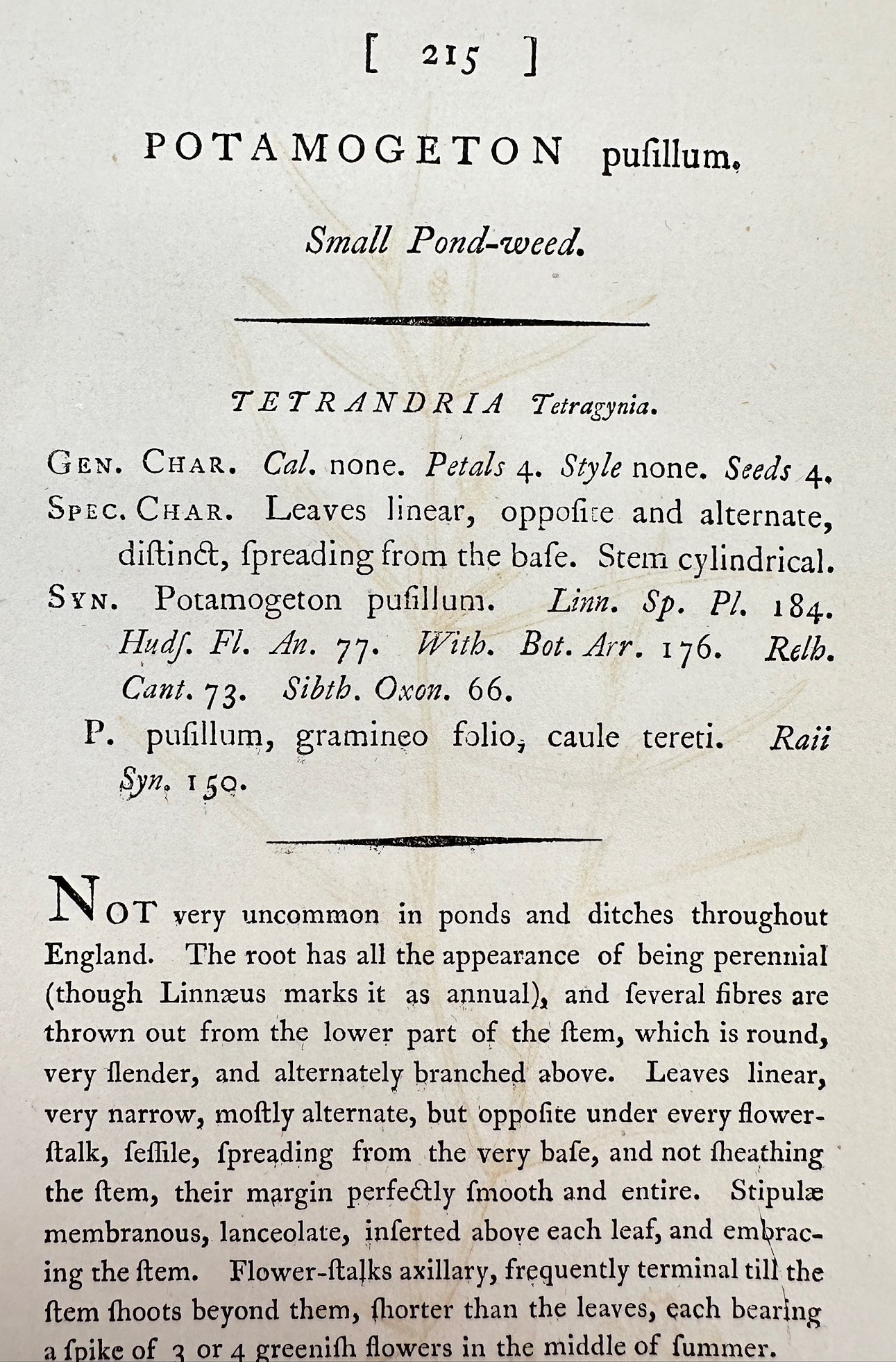 Antique Print - James Sowerby - Potamogeton Pusillus - Small Pond-weed - F1