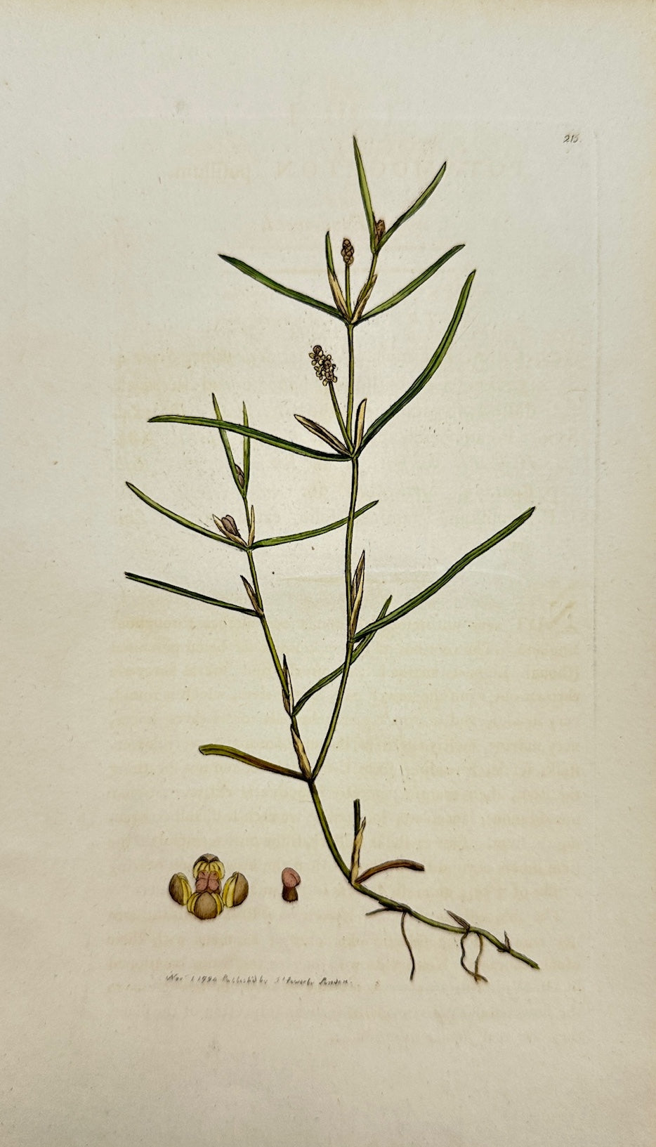 Antique Print - James Sowerby - Potamogeton Pusillus - Small Pond-weed - F1