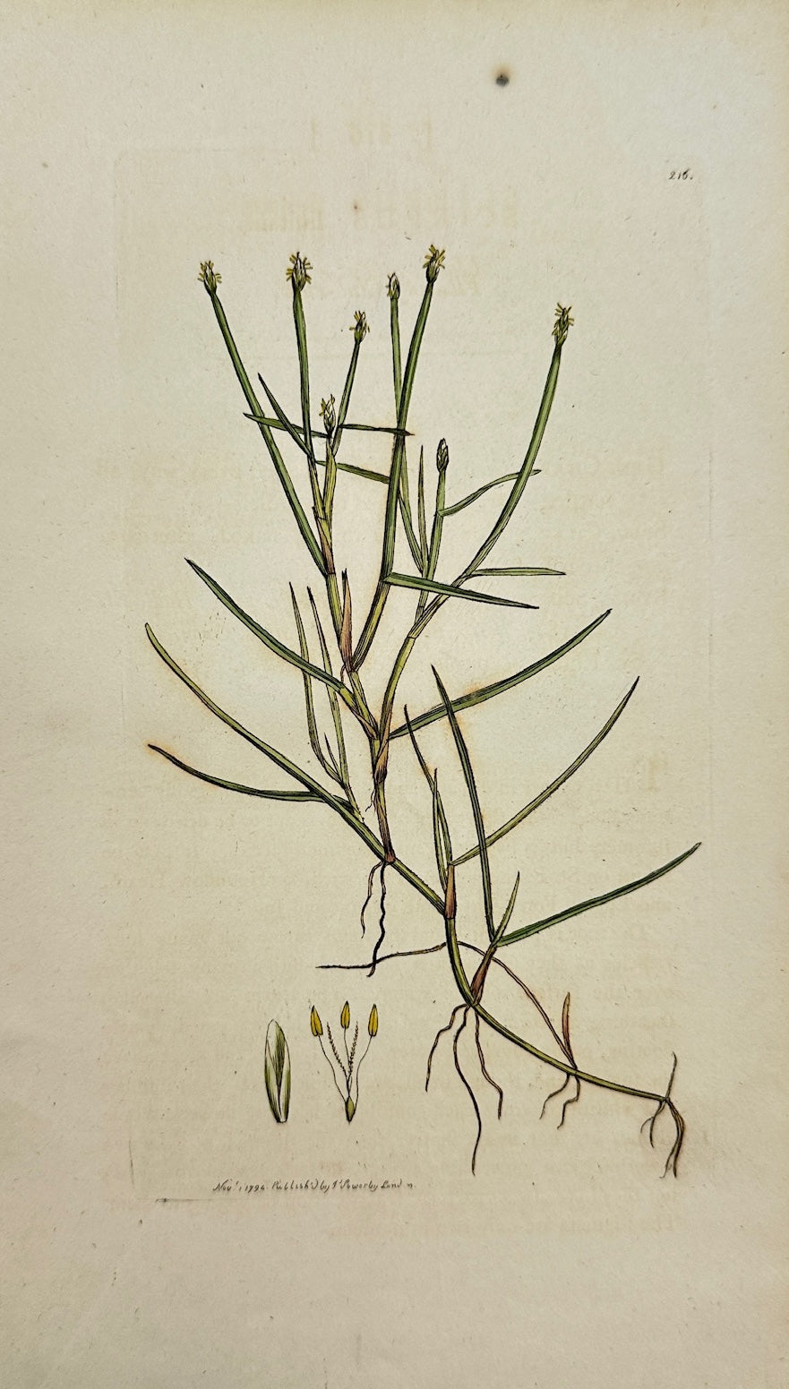 Antique Print - James Sowerby - Scirpus Fluitans - Floating Club-rush - F1