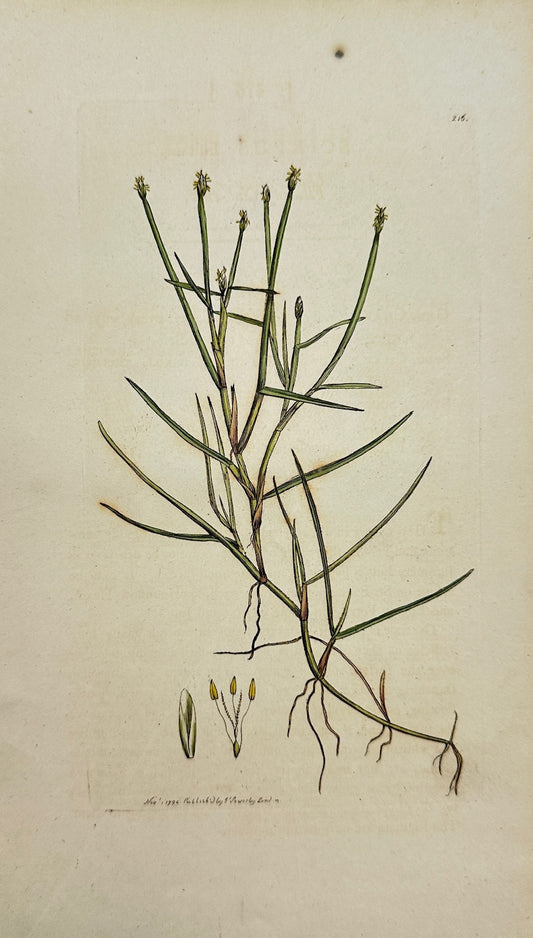 Antique Print - James Sowerby - Scirpus Fluitans - Floating Club-rush - F1