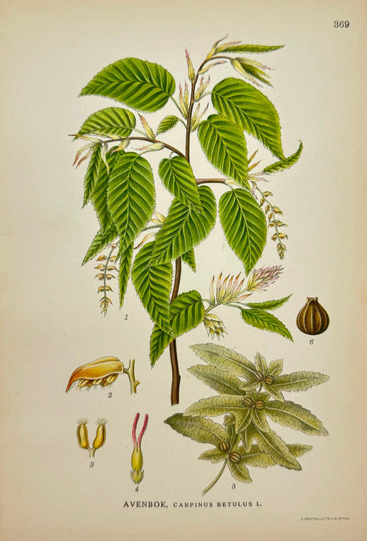 Original Antique Print - Carl Lindman - Avenbok - Carpinus Betulus - F4