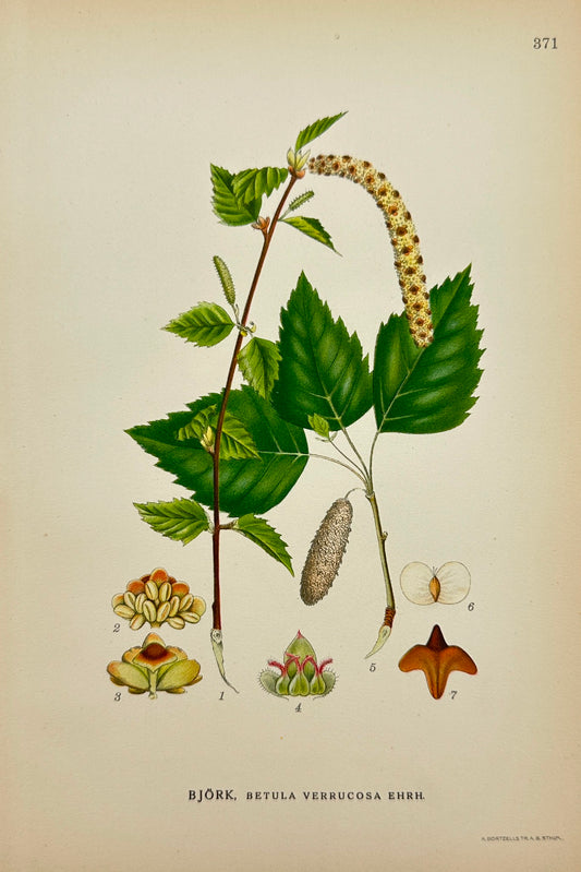 Antique Botanical Print - Carl Lindman - Silver Birch - Betula Verrucosa - F4