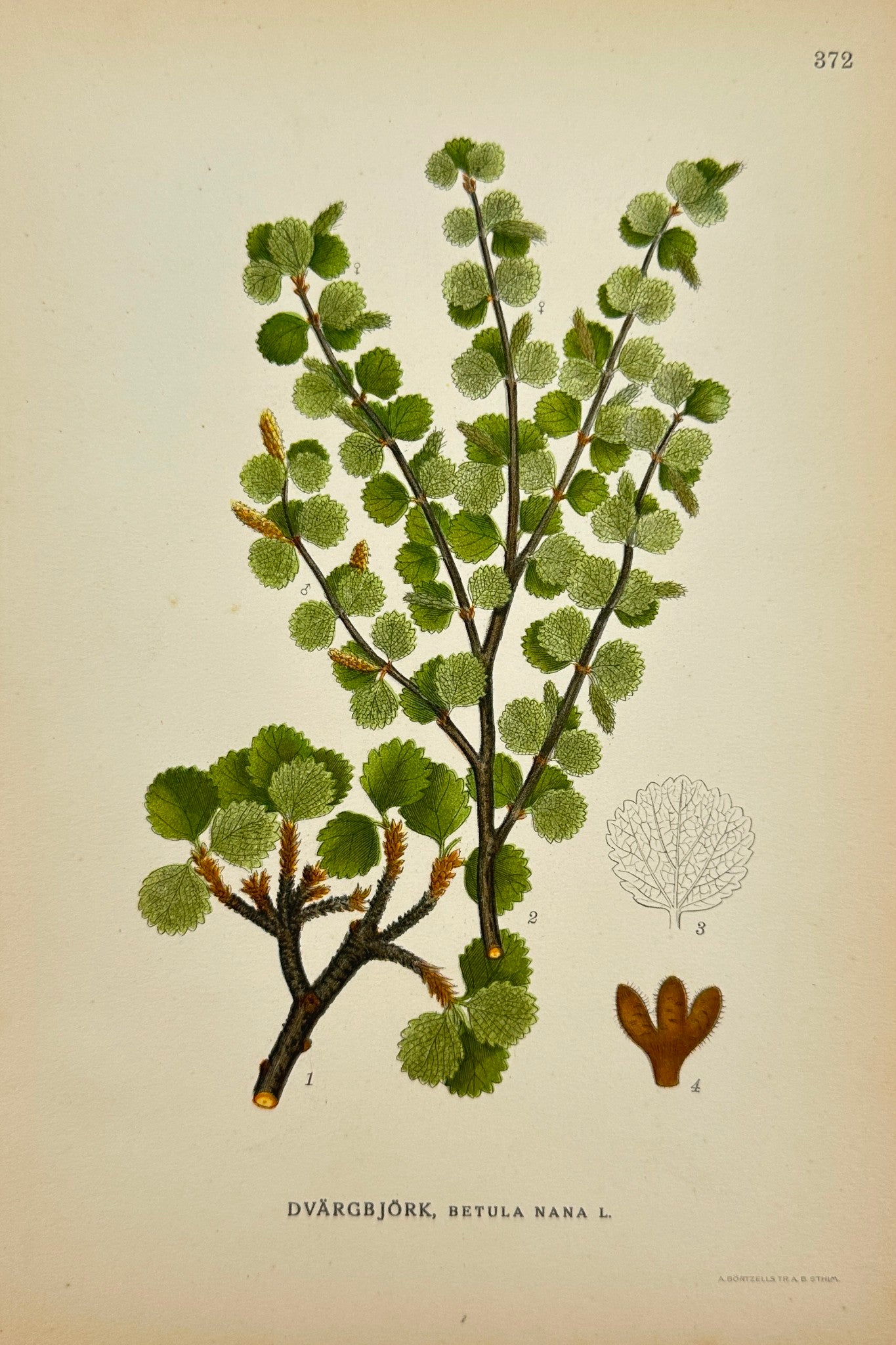 Antique Botanical Print - Carl Lindman - Betula Nana - Dwarf Birch - F4