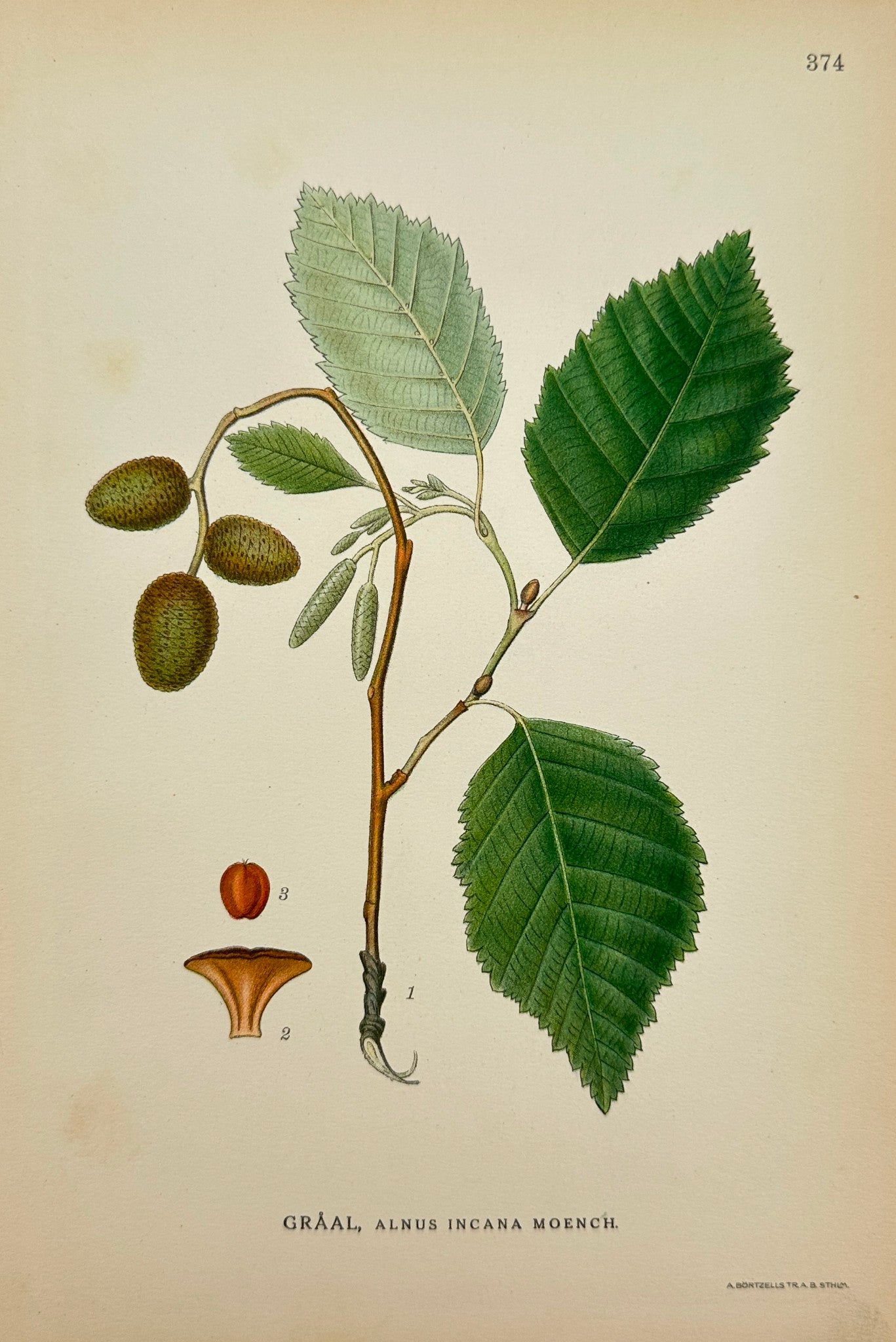 Antique Botanical Print - Carl Lindman - Alnus Incana Moench - Grey Alder - F4