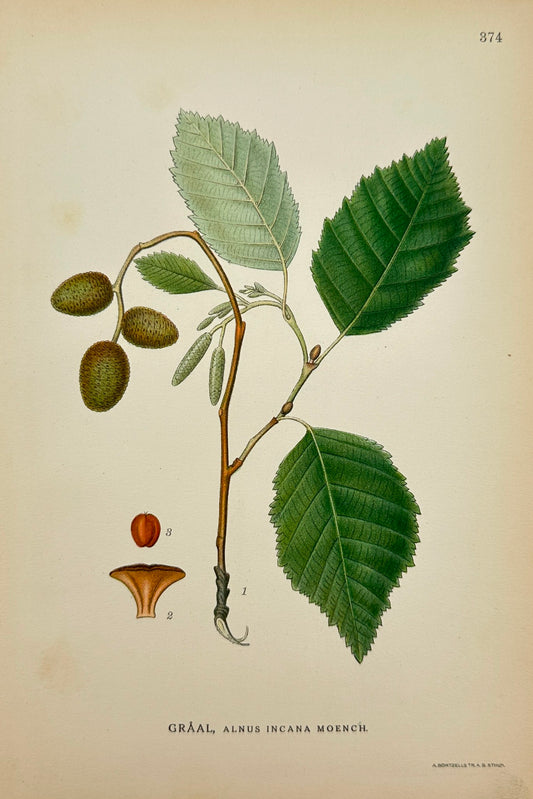 Antique Botanical Print - Carl Lindman - Alnus Incana Moench - Grey Alder - F4