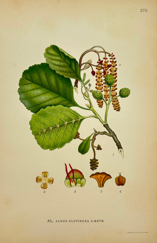 Antique Print - Carl Lindman - Alnus Glutinosa Gærtner - Black Alder - F4