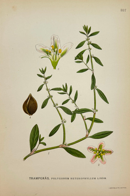 Antique Print - Carl Lindman - Polygonum Heterophyllum Lindm - Knotweed - F4