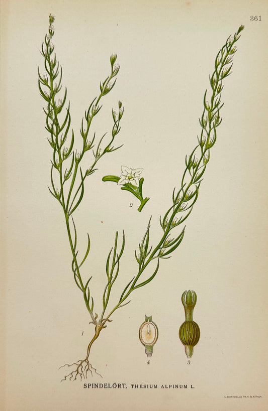 Antique Print - Carl Lindman - Thesium Alpinum - Alpine Bastard-toadflax - F4