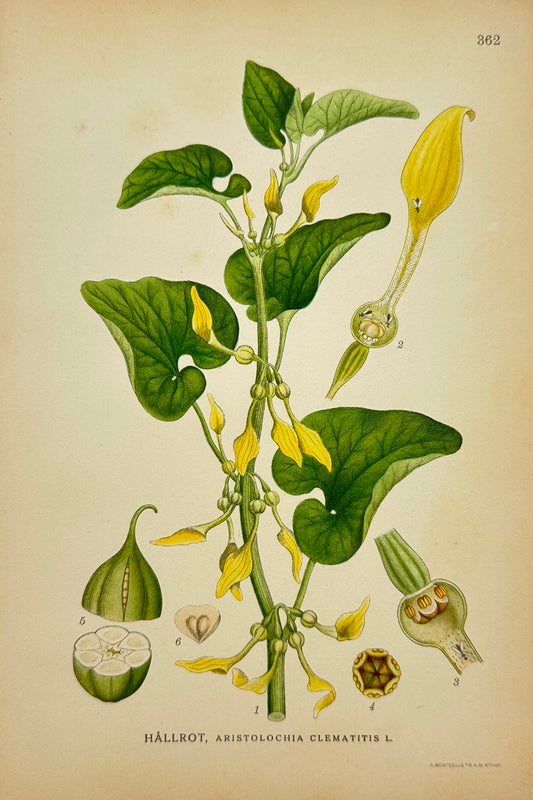 Antique Print - Carl Lindman - Aristolochia Clematitis - Birthwort - F4