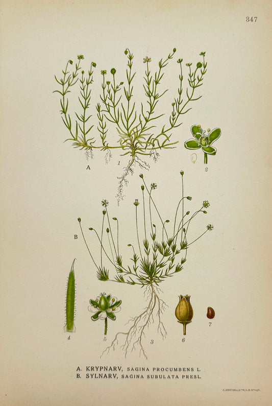 Antique Print - Carl Lindman - Procumbent Pearlwort - Heath Pearlwort - F4