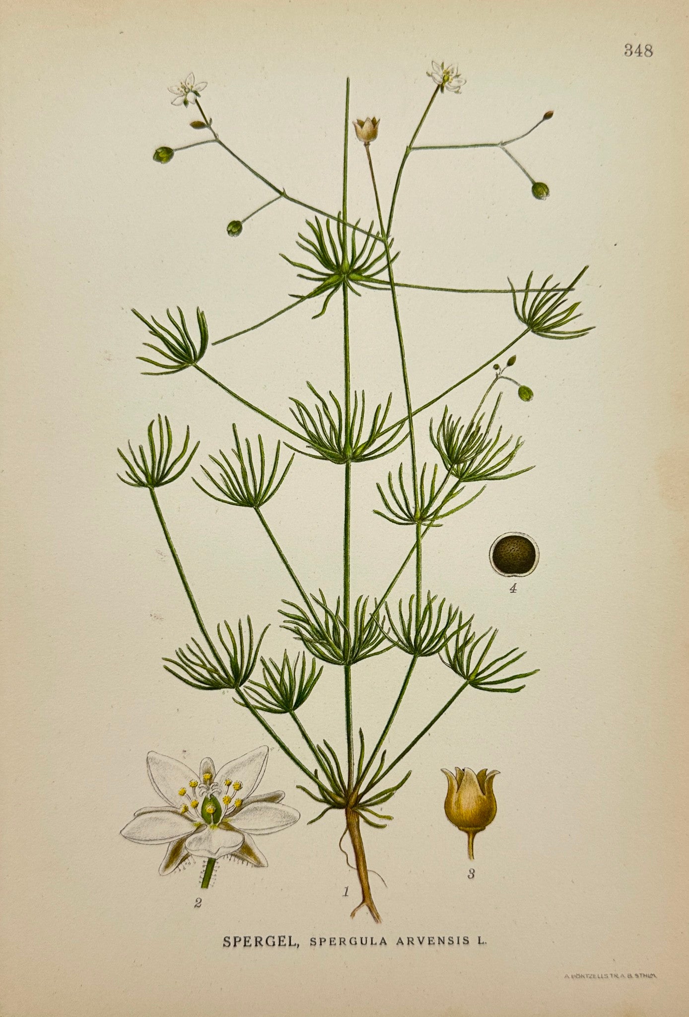 Antique Botanical Print - Carl Lindman - Spergula Arvensis - Spurry - F4