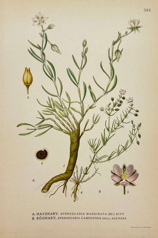 Antique Print - Carl Lindman - Saltmarsh Sandspurry - Red Sandspurry - F4