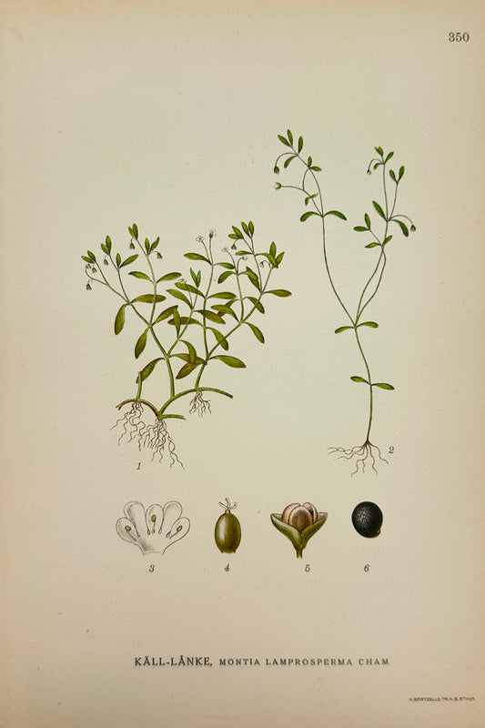 Antique Print - Carl Lindman - Montia Lamprosperma - Spring Miner's Lettuc - F4
