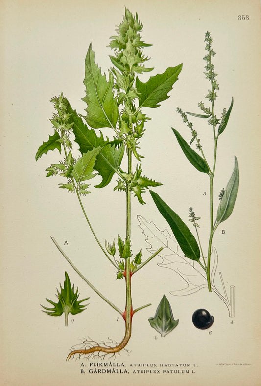 Antique Print - Carl Lindman - Narrowleaf Orache - Spreadleaf Orache - F4