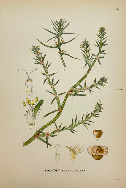 Antique Botanical Print - Carl Lindman - Prickly Saltwort - Salsola Kali - F4