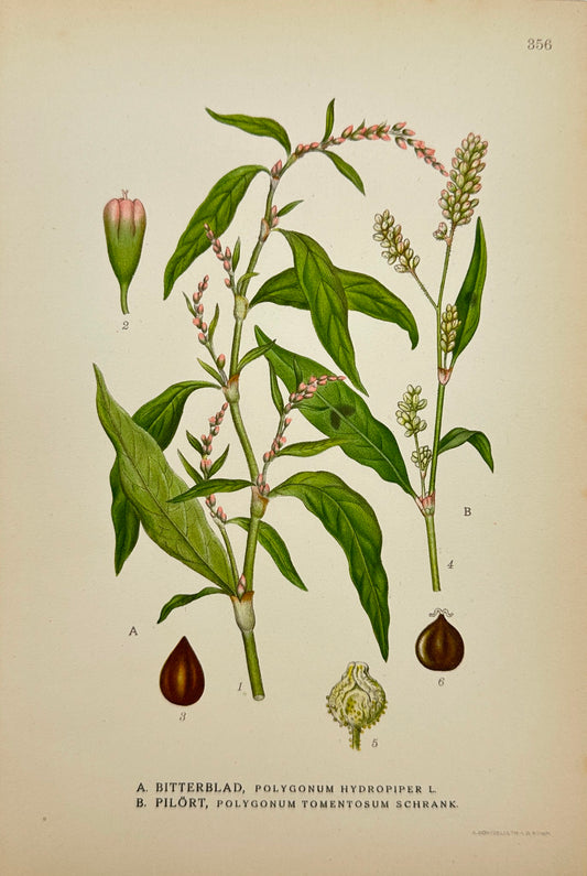 Antique Botanical Print - Carl Lindman - Water Pepper - Silverweed - F4