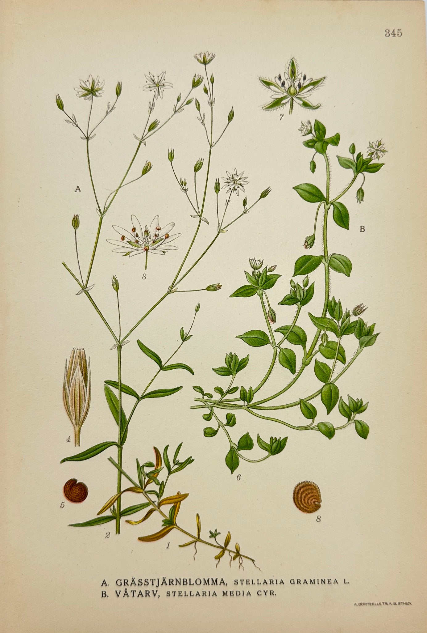 Antique Print - Carl Lindman - Lesser Stitchwort - Common Chickweed - F4