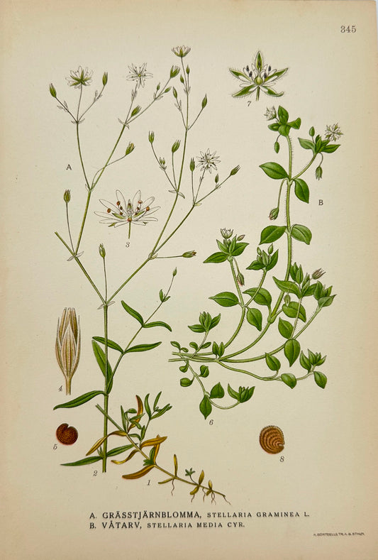 Antique Print - Carl Lindman - Lesser Stitchwort - Common Chickweed - F4
