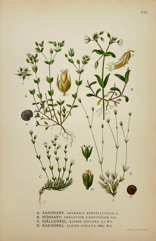 Original Antique Print - Carl Lindman - Botany Chromolithography - F4