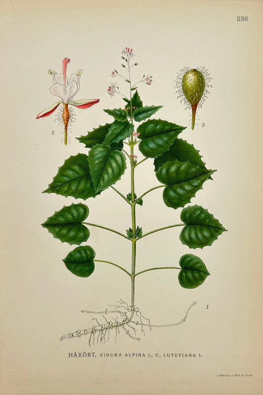 Antique Print - Carl Lindman - Circaea Alpina - Enchanter's Nightshade - F4