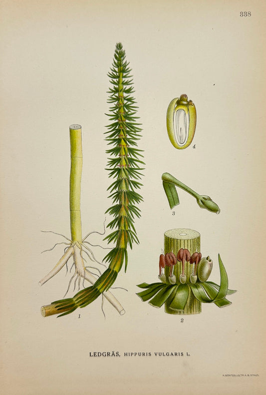 Antique Botanical Print - Carl Lindman - Hippuris Vulgaris - Mare's-tail - F4