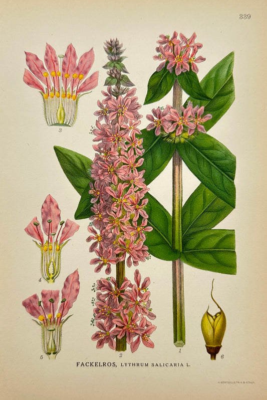 Antique Print - Carl Lindman - Lythrum Salicaria - Purple Loosestrife - F4